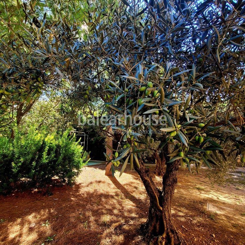 Beeindruckendes Haus in Sóller mit herrlichem Blick auf die Tramuntana und Touristenlizenz