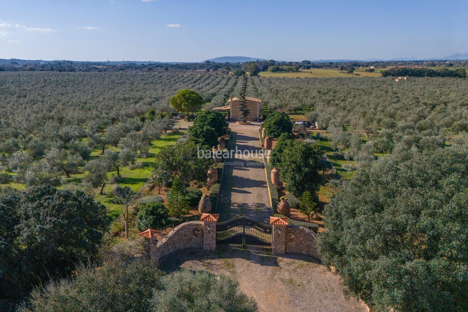 Exceptional rustic finca in Sencelles with a large plot of land own olive oil cultivation.