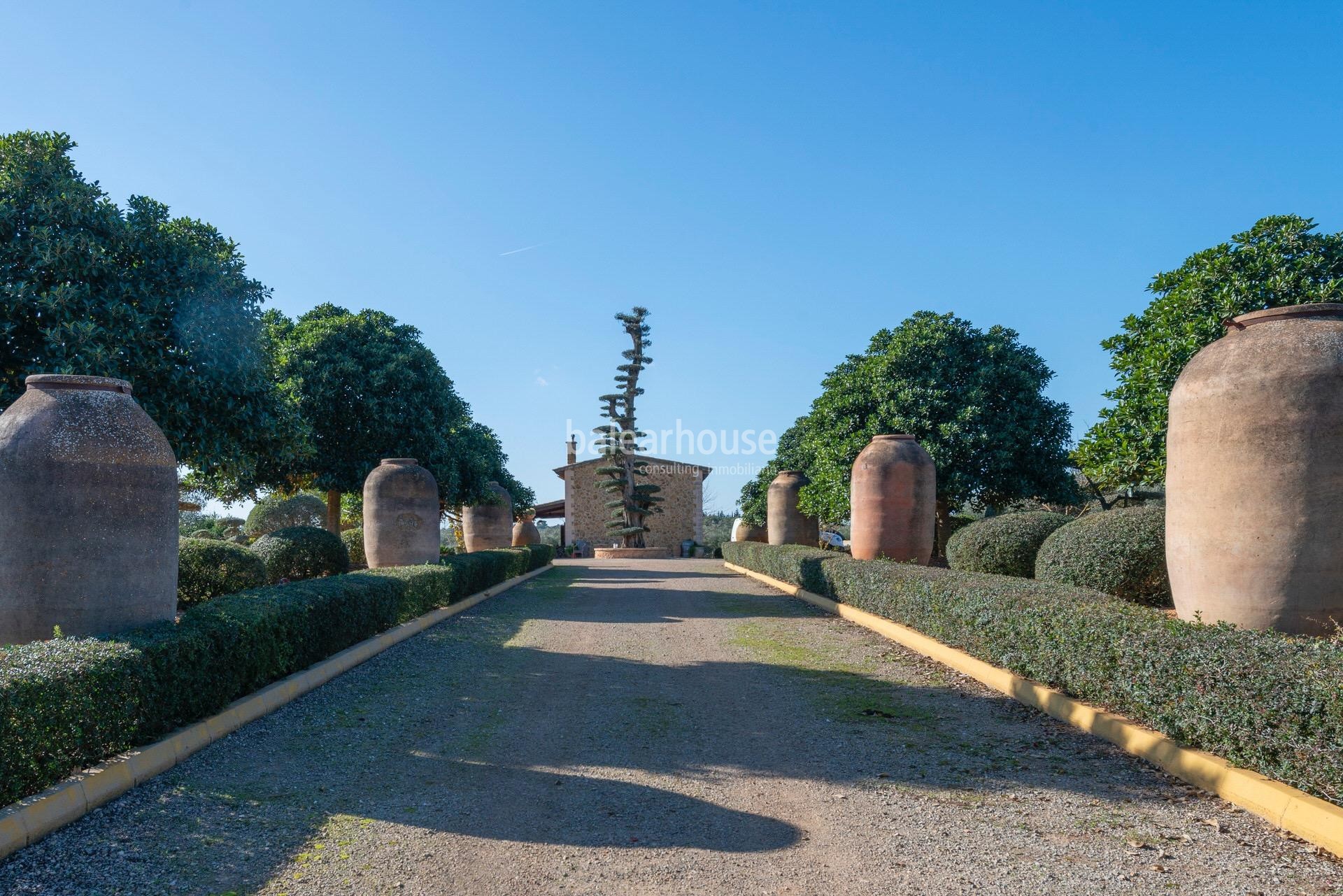 Exceptional rustic finca in Sencelles with a large plot of land own olive oil cultivation.