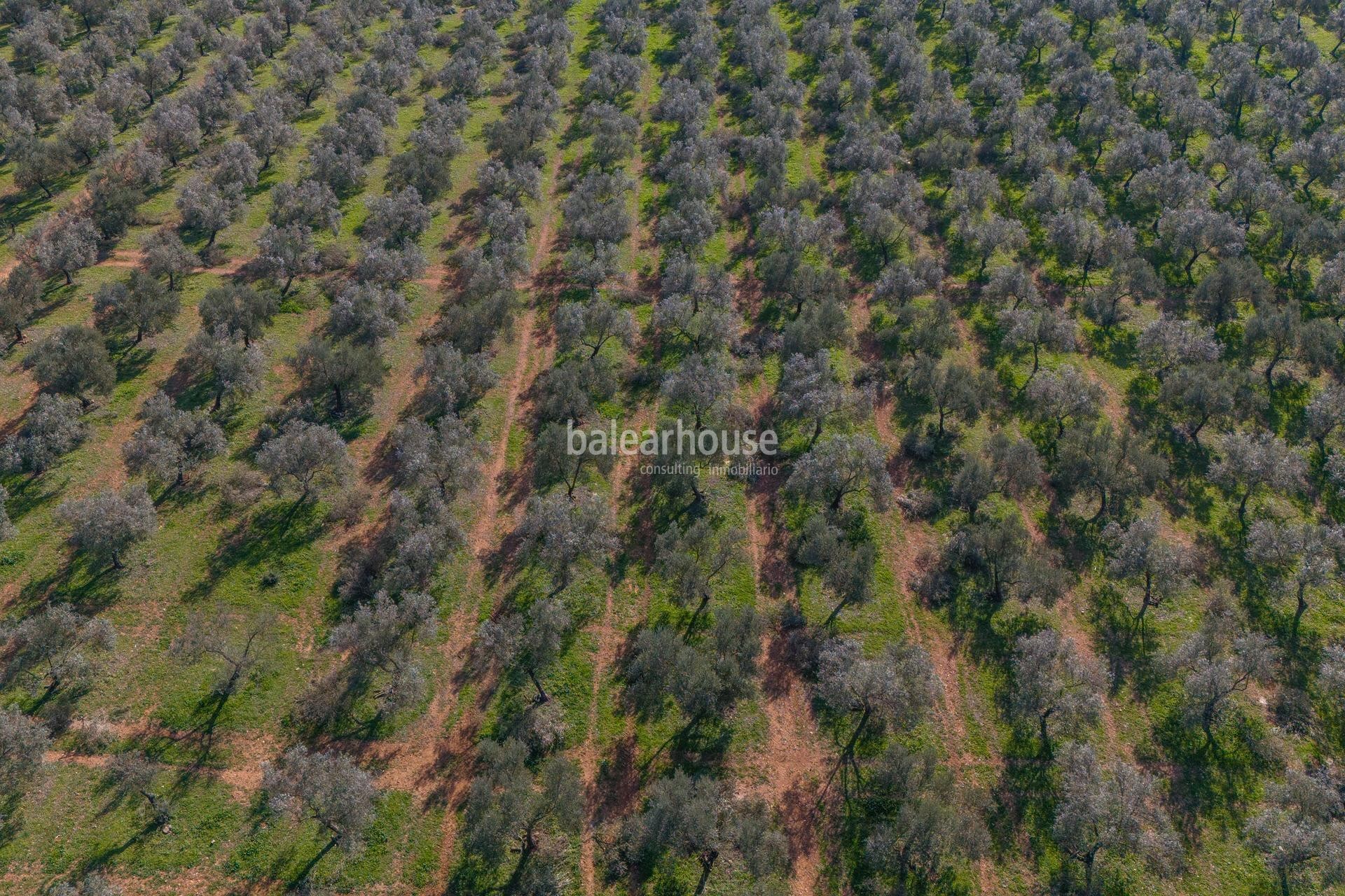 Excepcional finca rústica en Sencelles con un gran terreno y cultivo propio de aceite de oliva