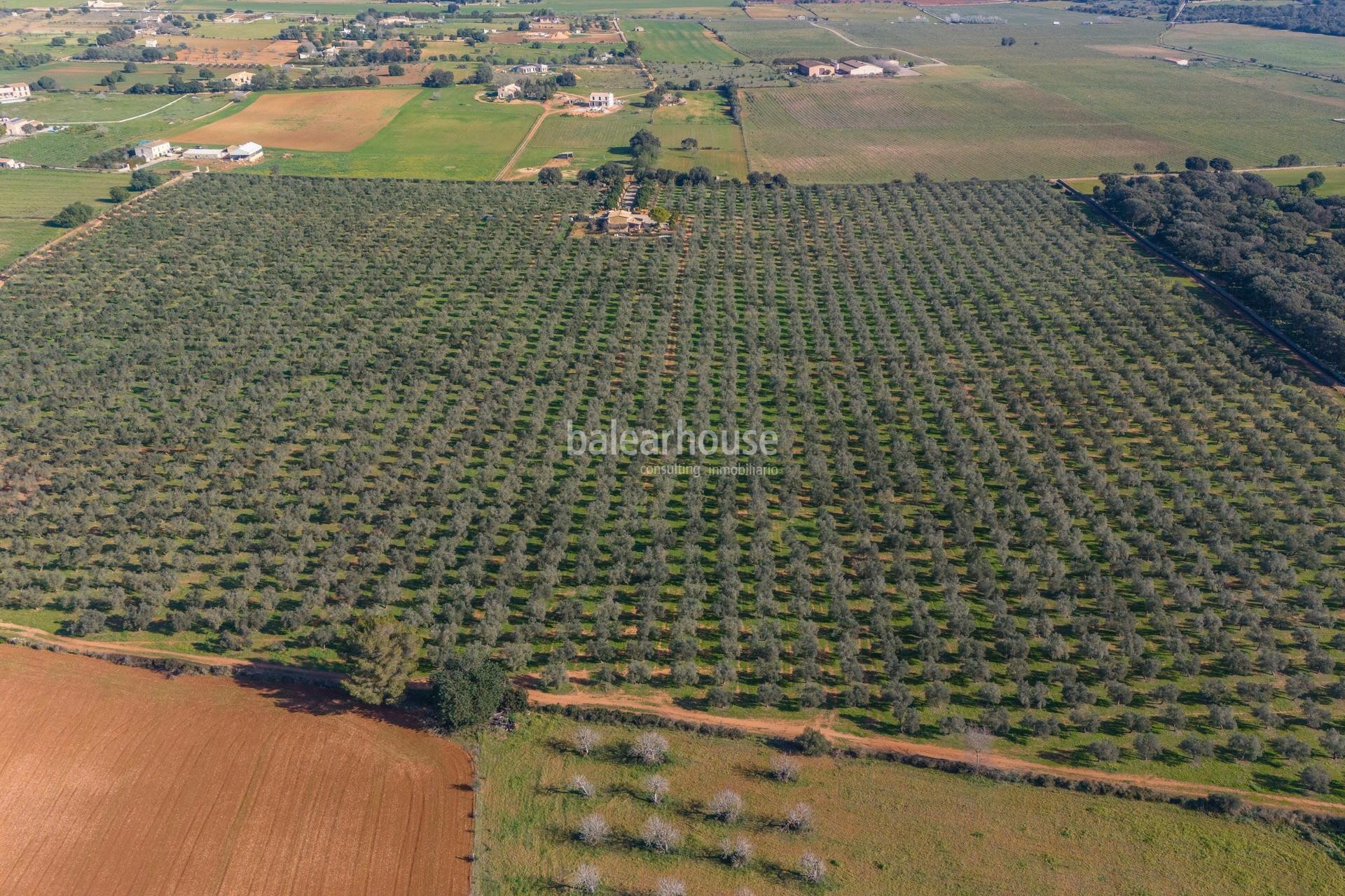 Excepcional finca rústica en Sencelles con un gran terreno y cultivo propio de aceite de oliva