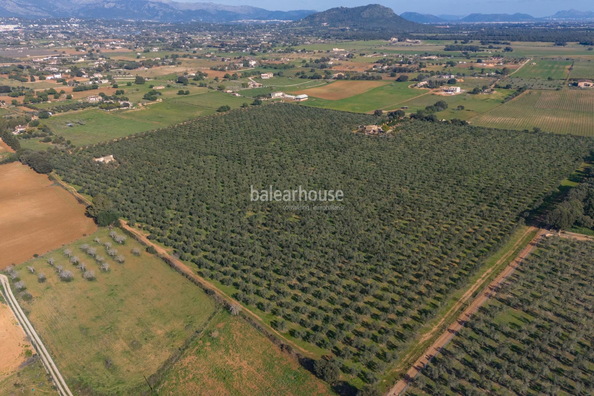 Excepcional finca rústica en Sencelles con un gran terreno y cultivo propio de aceite de oliva